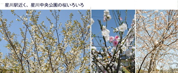0321星川の桜.jpg