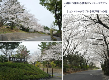 0326YCCの桜.jpg