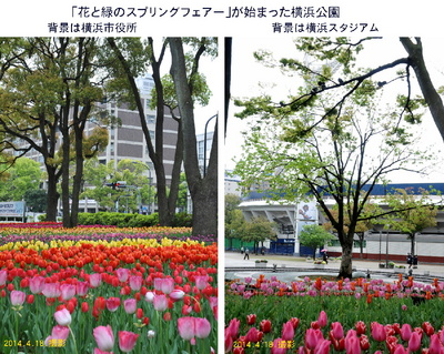 0418横浜公園１.jpg
