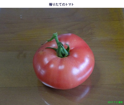 0703朝穫りトマト.jpg