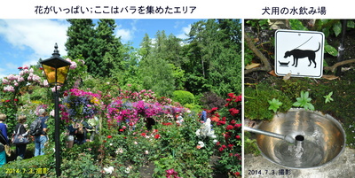 0703花と犬の水.jpg