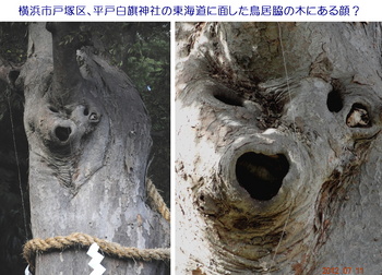 木の顔a.jpg